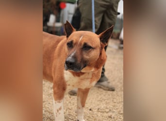 Dingo VA - Langzeitinsasse wartet auf sein Happy-End