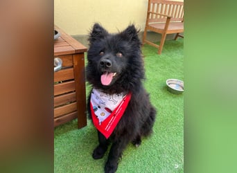 Koda2 – junger Herzenshund mit Kuschelfaktor