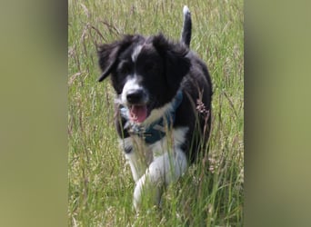 Australian Shepherd Welpe (reinrassig)