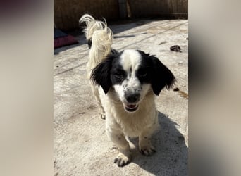 Oreo - freundlich und neugierig