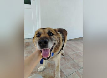 Sonnenschein Benji sucht sein Happy End, Schäferhund Mischling