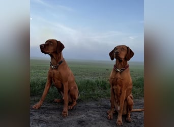 Magyar Vizsla Wurfankündigung