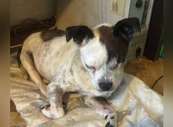 Victor-kleiner Handicaphund sucht Liebe!
