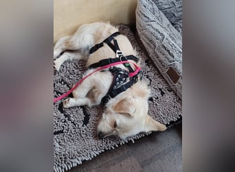 Babette, Mix Podengo / Terrier, lieb und verträglich