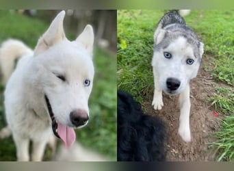Moon - schneeweißer Husky