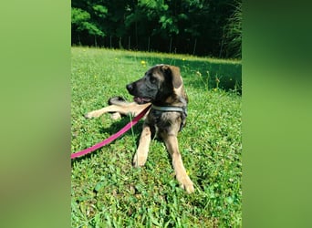 Toby junger Schäferhund Mischlingsrüde Mischling Rüde Junghund sucht Zuhause oder Pflegestelle