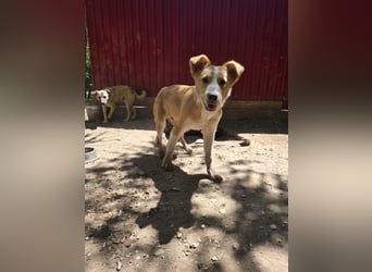 Wasco, 1 , 1/3  jähriger Bub, SH mittelgroß, neugierig, verspielt, aufgeschlossen, sozial)