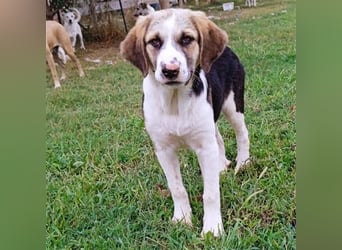 Barney - griech. Schäferhund-Mischling