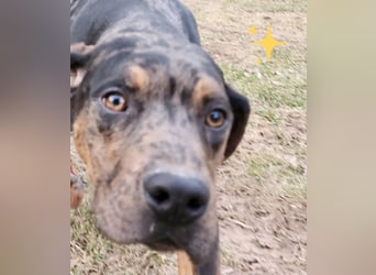 Louisiana Leopard - Catahoula