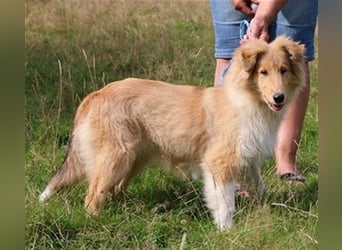 Collie Welpen aus VDH Zucht