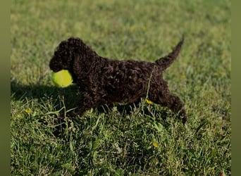 Lagotto Romagnolo – Hochwertige Welpen aus der registrierten Zuchtstätte King of the Truffles