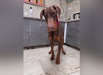 Nilo