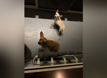 SOPHIE und KAAMI ❤️ 2 Chihuahua Seelen, Pflegefamilie Bochum