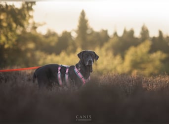 Labradorhündin sucht ein Zuhause