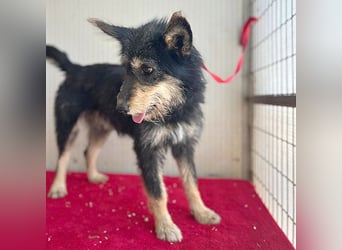 ❤️ süßes Pinsel-Öhrchen LEDI - 2 Jahre, 40cm/12kg - Schnauzer-Mix ❤️