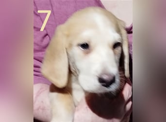 Anhängliche Beagle-Schäferhundmixwelpen suchen ein Super zu Hause