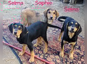 Selina2 geb. 09/2024 (in Deutschland) - aufgeschlossene und kluge Junghündin!