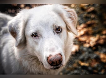 Erna wartet in Tierpension Tannenhof 54597 Wallersheim
