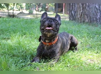 Ralfi, Franz. Bulldogge, geb. 2018, lustiger Bollerkopf sucht seinen Menschen, Einzelhund