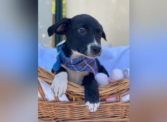 Milo LM - Zuhause gesucht – Neun kleine Hundekinder auf großer Mission