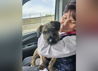 Mona – kleine Herzenshündin sucht ihr Für-immer-Zuhause