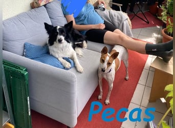 NOTFALL!! PECAS RENNT DIE ZEIT DAVON!! geb. 05/2022 (in Deutschland)