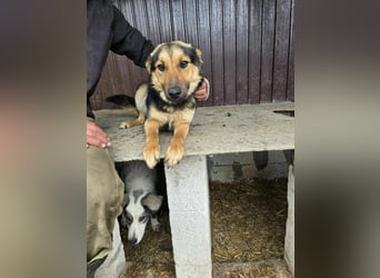 Shiva  sucht Schulter zum Anlehnen