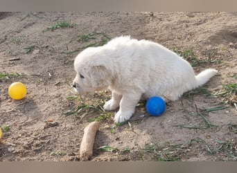 Golden Retriever Welpen