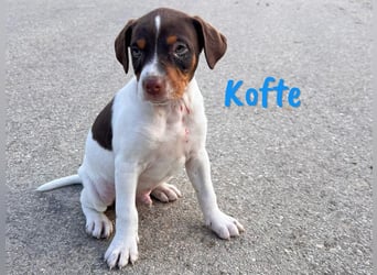 Kofte 12/2024 (ESP) - menschenbezogener, kleiner Bodeguero-Pinscher-Mix Welpe!