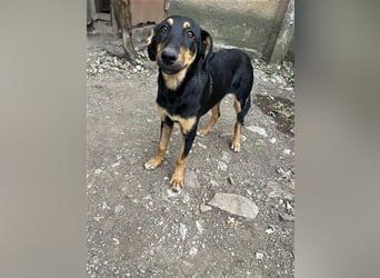Jamila, vom Friedhof gerettet sucht sie ihr Zuhause PS Weissenbrunn