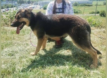 Merida, Schäferhund Mischling