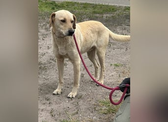 Max, geboren 08.06.2024, 55cm sucht sein Zuhause