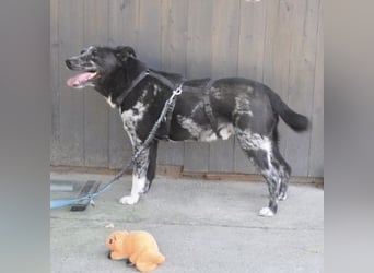 Mady eine verspielter Familienhund