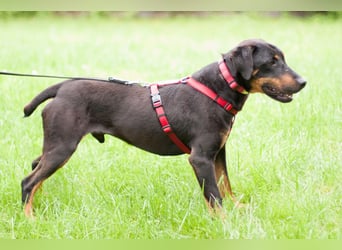 Chapi - quirliger, verschmuster Familienhund - Tierhilfe Franken e.V.