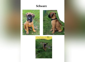 Boxer-Welpen von mehrmaligen Teilnehmern der Deutschen Meisterschaften!!!