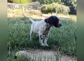 English setter Rüde Welpe