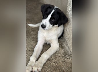 Zola, geb. ca. 01/2025, lebt in GRIECHENLAND, im städt. Tierheim Serres