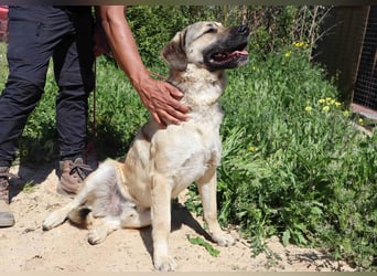 Lovis, Mix Labrador / Rafeiro Alentejano