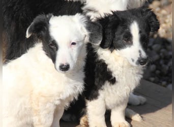Pfiffige PUPIN - neugierig, gechillt und verschmust