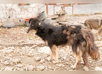 Bella - zierliche Collie-Aussie-Sheltie-Mix Hündin 