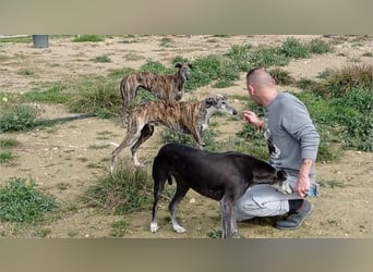 MORANTE-scheuer "Prinz" sucht liebevolles Zuhause