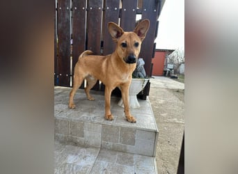Kubu, geb. 01.06.2024, 40 cm, sucht ein Für-Immer-Zuhause