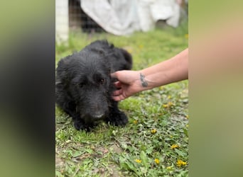 Alf LM – Fröhlicher kleiner Schatz sucht sein großes Glück