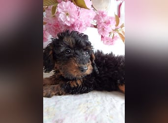 Wunderschöne Zwergpudelwelpen in Rot und Black & Tan