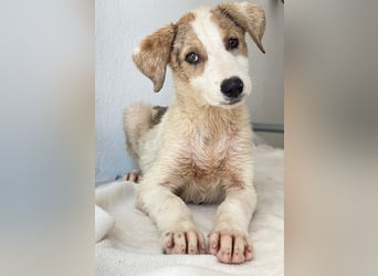 Lelia, geb. ca. 03/2025, lebt in GRIECHENLAND, im städt. Tierheim Serres