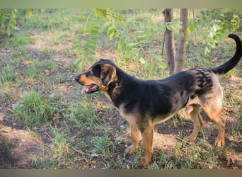 Chip 232046: Sucht ein Zuhause