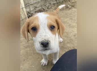 Tucker, geb. ca. 12/2024, lebt in GRIECHENLAND, auf einer privaten Pflegestelle