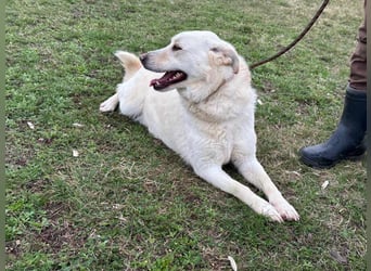 Fibi, geboren 01.06.2021, 50cm sucht ihr Körbchen