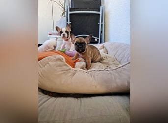 Französische Bulldoggen Welpen