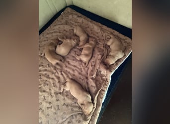 Magyar Vizsla Welpen